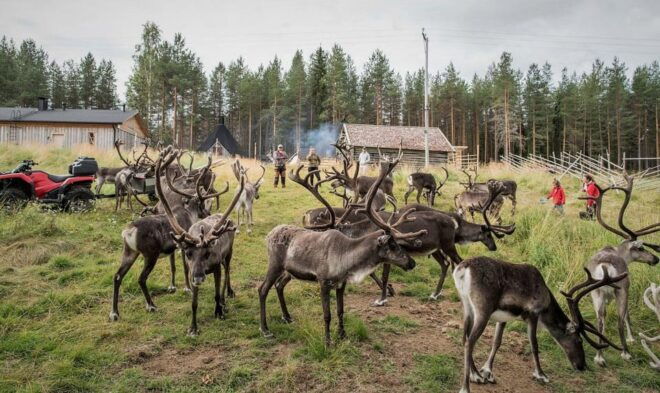 Rovaniemi: Authentic Lapland Reindeer Farm Experience - What to Expect