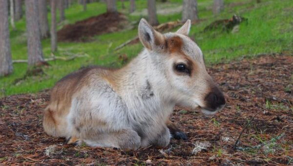 Rovaniemi: Authentic Lapland Reindeer Farm Experience - Frequently Asked Questions