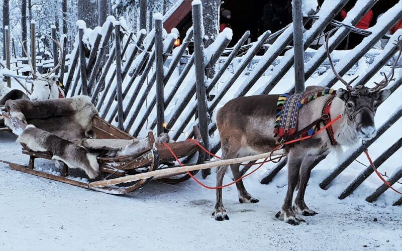 Rovaniemi: Authentic Reindeer Farm Visit and Sleigh Ride - Rovaniemi: Authentic Reindeer Farm Visit and Sleigh Ride