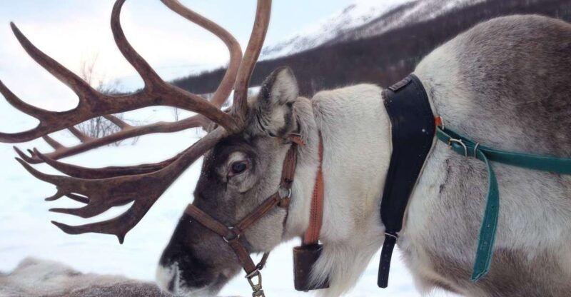 Rovaniemi: Authentic Reindeer Farm Visit and Sleigh Ride - Good To Know