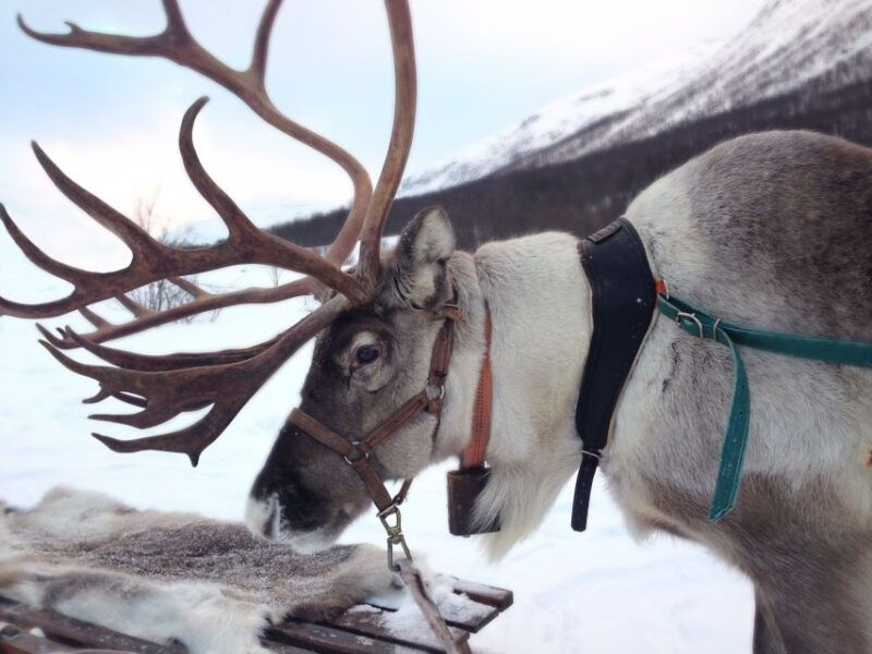 Rovaniemi: Authentic Reindeer Farm Visit and Sleigh Ride - The Value and Practicalities