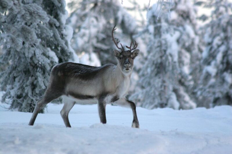 Rovaniemi: Authentic Reindeer Farm Visit and Sleigh Ride - Who Will Love This Tour?