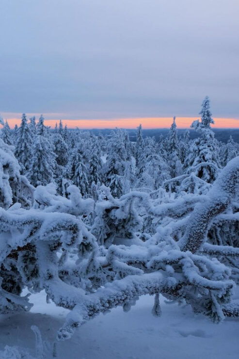 Rovaniemi: Auttiköngäs Winter Wilderness Hike & BBQ - Experience and Highlights
