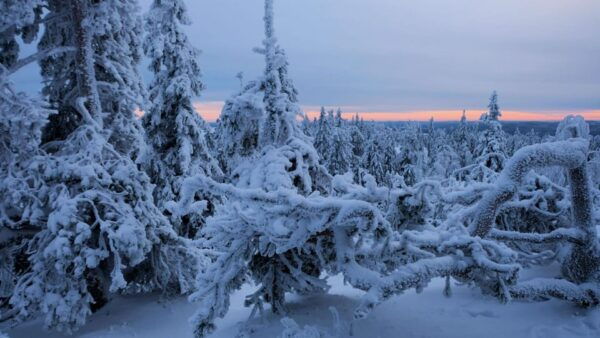 Rovaniemi: Auttiköngäs Winter Wilderness Hike & BBQ - What to Bring