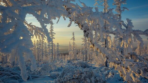 Rovaniemi: Auttiköngäs Winter Wilderness Hike & BBQ - Frequently Asked Questions