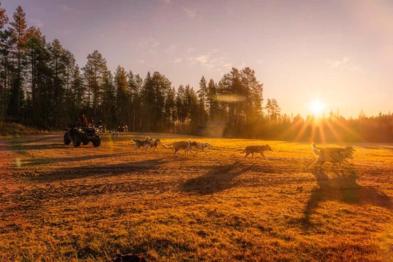 Rovaniemi: Autumn Husky Cart Ride with Hot Drink & Pickup - A closer look at the experience