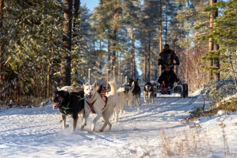 Rovaniemi: Autumn Husky Cart Ride with Hot Drink & Pickup - Who Should Consider This Tour?