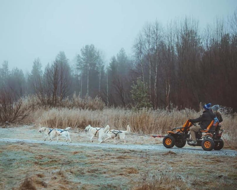 Rovaniemi: Autumn Husky Ride on Wheels - Rovaniemi: Autumn Husky Ride on Wheels — a Unique Arctic Adventure