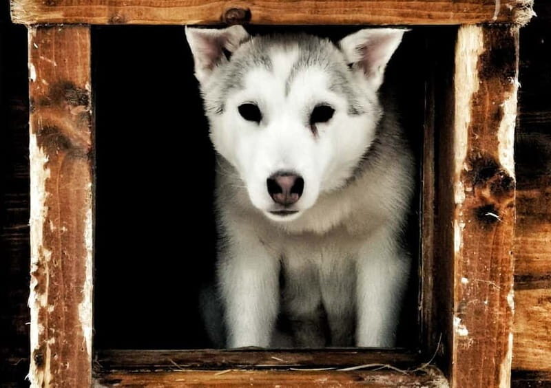 Rovaniemi: Autumn Husky Ride on Wheels - The Value of the Husky Cart Ride