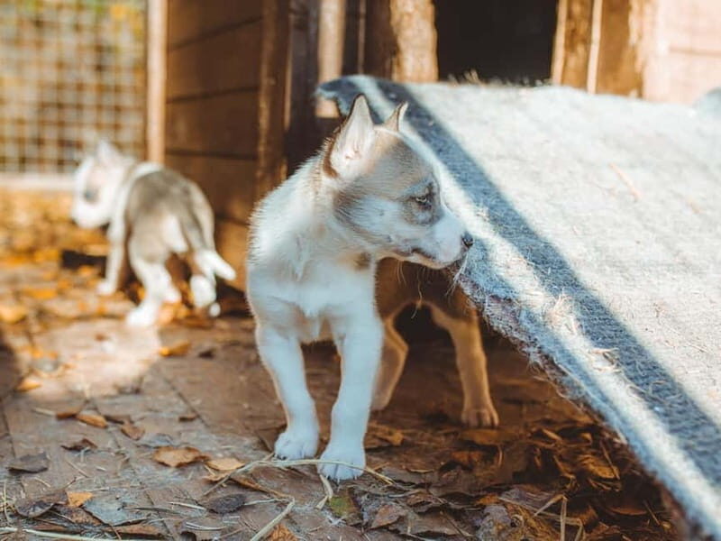 Rovaniemi: Autumn Husky Ride on Wheels - Final Thoughts