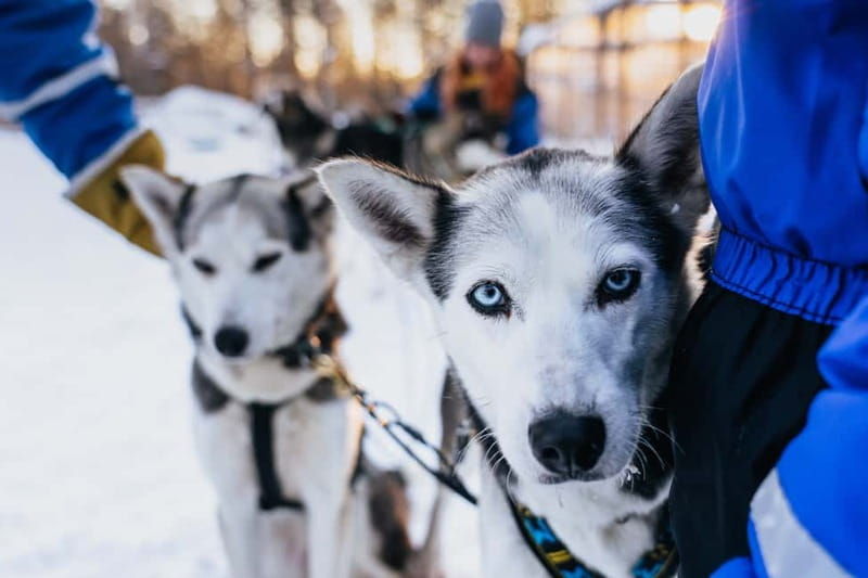 Rovaniemi: Autumn Husky Ride on Wheels - The Experience in Detail