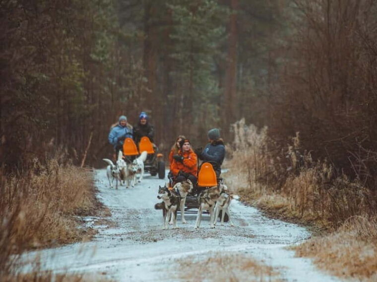 Rovaniemi: Autumn Husky Ride on Wheels - The Sum Up