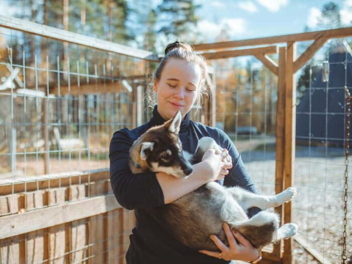 Rovaniemi: Autumn Husky Ride on Wheels - FAQs