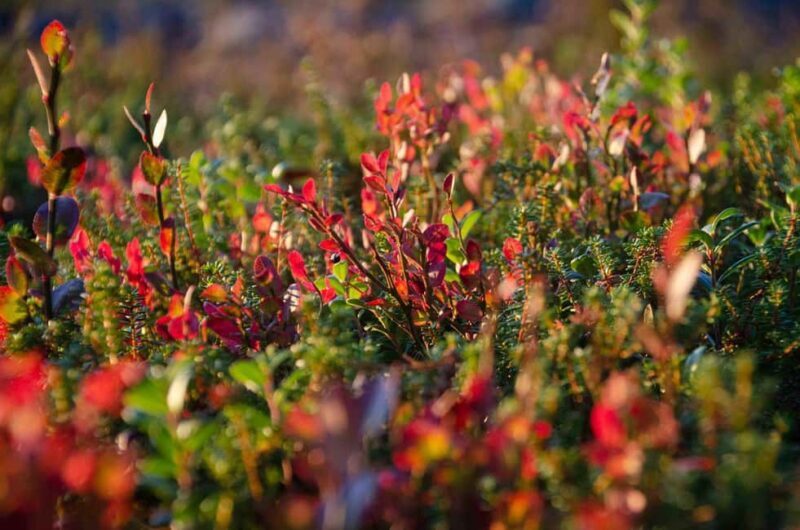 Rovaniemi: Berry and Mushroom Picking with Wilderness Guide - Good To Know