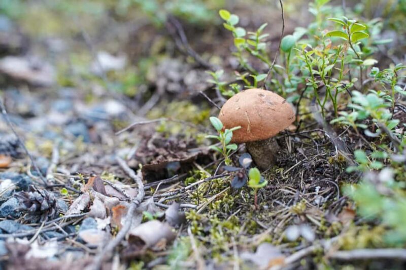 Rovaniemi: Berry and Mushroom Picking with Wilderness Guide - What Sets This Tour Apart?