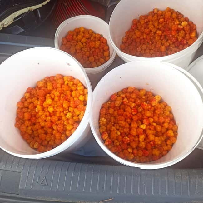 Rovaniemi: Berry Picking Tour with Traditional Laavu - Exploring the Rovaniemi Berry Picking Tour with Traditional Laavu