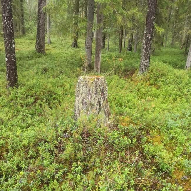 Rovaniemi: Berry Picking Tour with Traditional Laavu - Who Will Love This Experience?