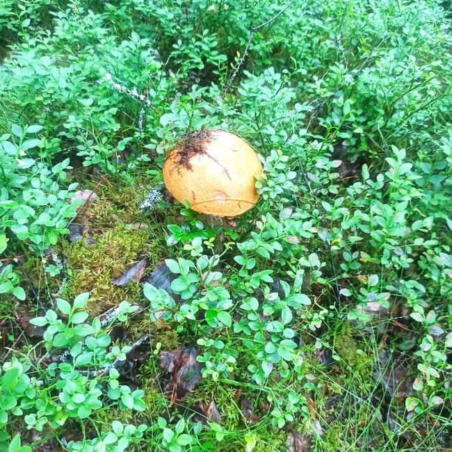 Rovaniemi: Berry Picking Tour with Traditional Laavu - Final Thoughts