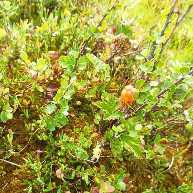 Rovaniemi: Berry Picking Tour with Traditional Laavu - FAQs