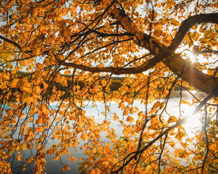 Rovaniemi: Best of and Hidden Gems Summer-Autumn Tour - Highlights of the Experience