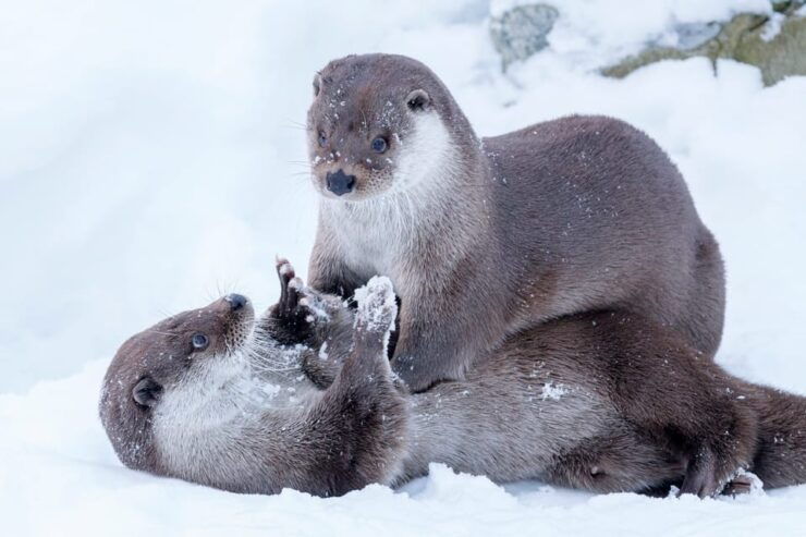 Rovaniemi: Day at Ranua Wildlife Park Arctic Zoo - Good To Know