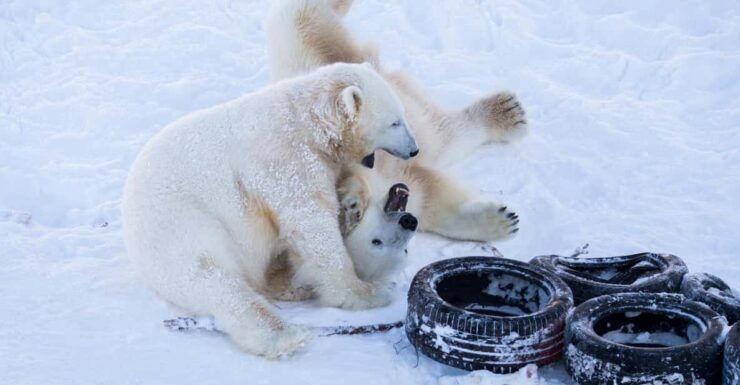 Rovaniemi: Day at Ranua Wildlife Park Arctic Zoo - Wildlife Experience