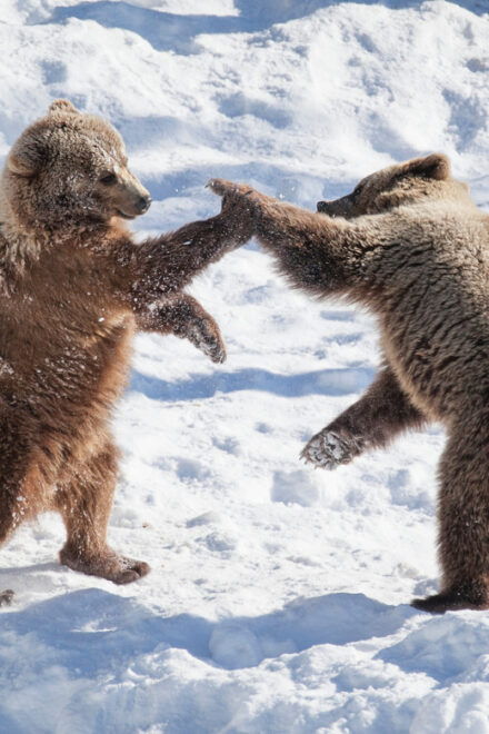 Rovaniemi: Day at Ranua Wildlife Park Arctic Zoo - Inclusions