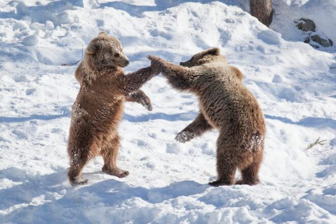 Rovaniemi: Day at Ranua Wildlife Park Arctic Zoo - Travel Tips