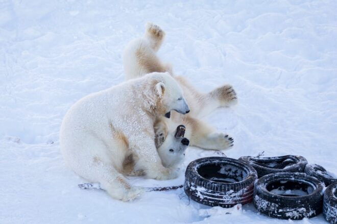 Rovaniemi: Day at Ranua Wildlife Park Arctic Zoo - Frequently Asked Questions