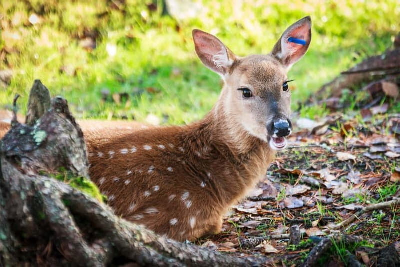 Rovaniemi: Day Trip to Ranua Wildlife Park - Good To Know