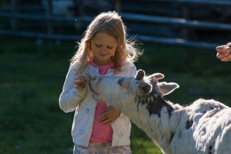 Rovaniemi: Day Trip to Reindeer Farm and Santa Claus Village - Booking Your Adventure