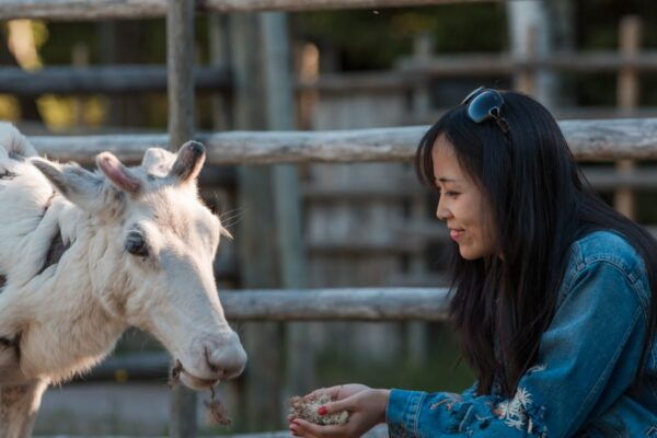 Rovaniemi: Day Trip to Reindeer Farm and Santa Claus Village - Frequently Asked Questions