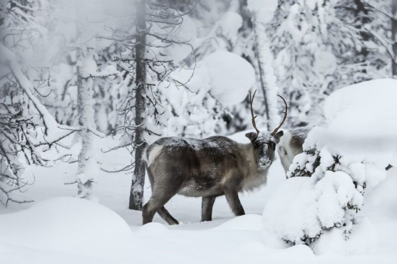 Rovaniemi: Daytime Reindeer Sleigh Ride - Good To Know