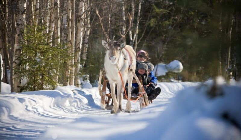 Rovaniemi: Daytime Reindeer Sleigh Ride - Final Thoughts