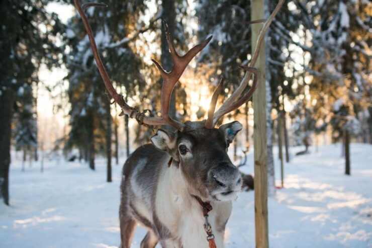 Rovaniemi: Daytime Reindeer Sleigh Ride With Hotel Pickup - Experience Highlights