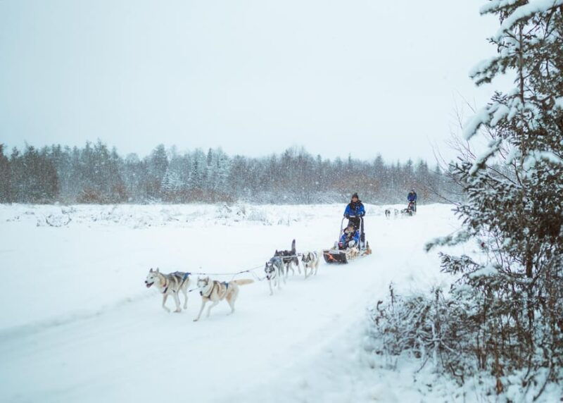 Rovaniemi: Early Winter Husky Sled Ride - Introducing the Rovaniemi Early Winter Husky Sled Ride