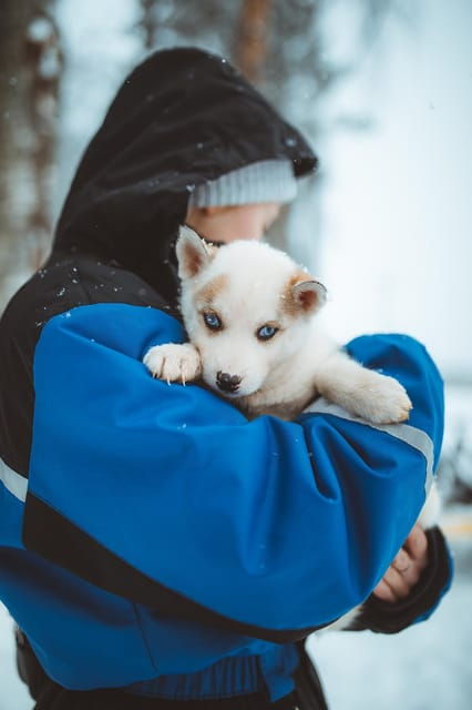 Rovaniemi: Early Winter Husky Sled Ride - Good To Know