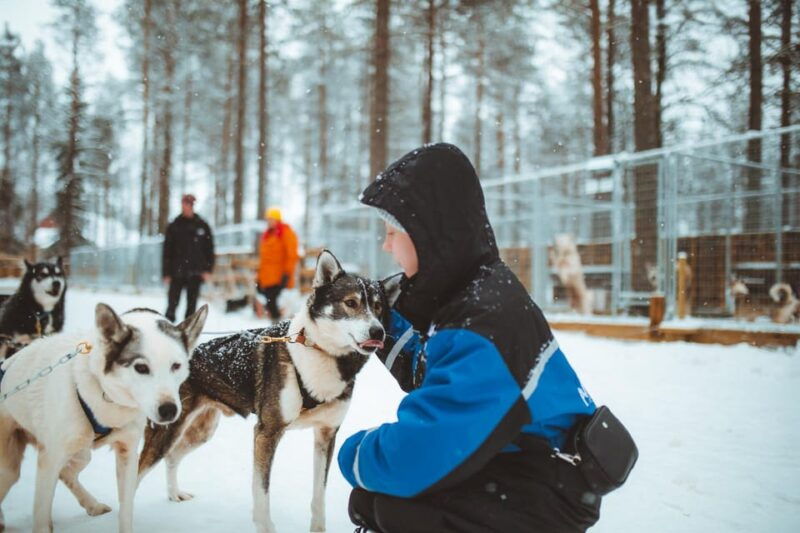 Rovaniemi: Early Winter Husky Sled Ride - The Huskies and Their Lifestyle