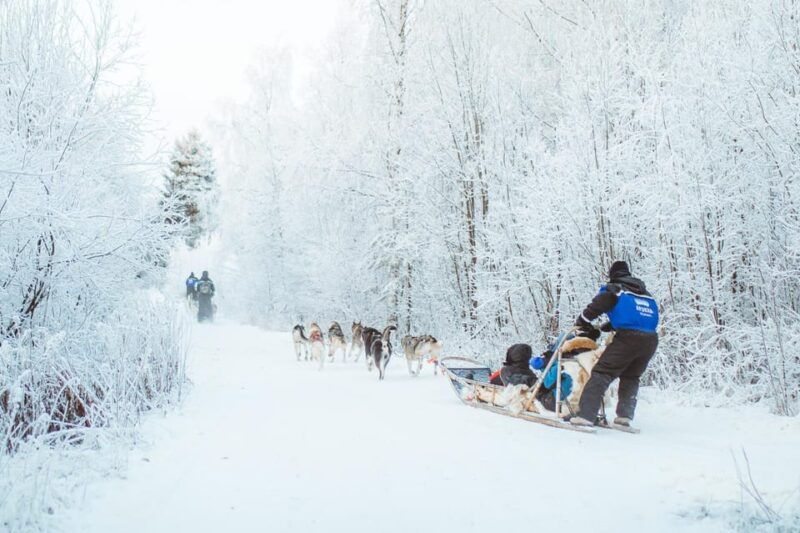 Rovaniemi: Early Winter Husky Sled Ride - The Mushing Experience: What to Expect