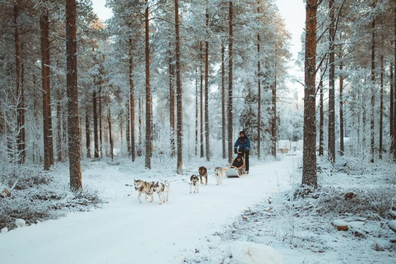 Rovaniemi: Early Winter Husky Sled Ride - Practical Details: Price, Duration, and Logistics