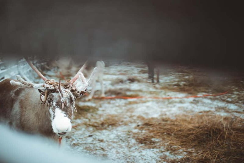 Rovaniemi: Early Winter Reindeer Sleigh Ride 1-2 km - Who Will Love This Tour?