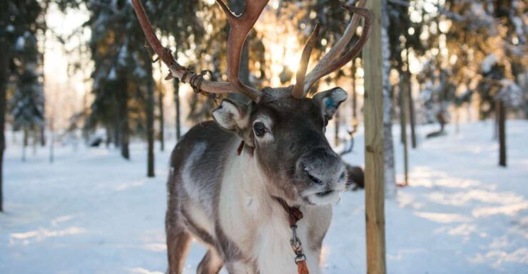 Rovaniemi: Evening Reindeer Safari - Booking Information