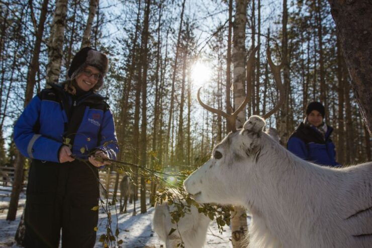 Rovaniemi: Evening Reindeer Safari - Experience Highlights