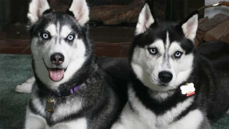 Rovaniemi: Family Friendly Husky Ride and Farm Visit - Highlights of the Husky Ride