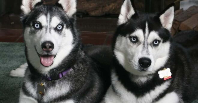 Rovaniemi: Family Friendly Husky Ride and Farm Visit - What to Expect at the Farm