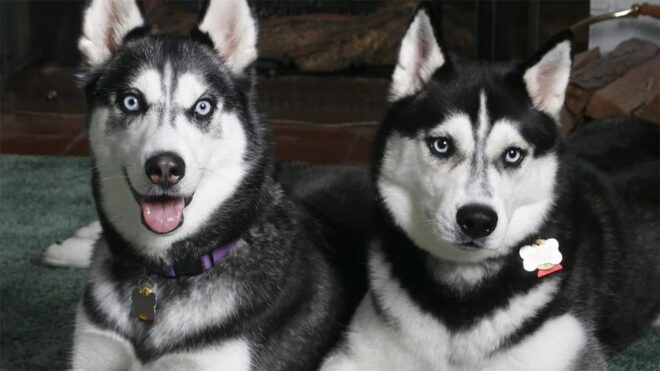 Rovaniemi: Family Friendly Husky Ride and Farm Visit - Tour Details and Requirements