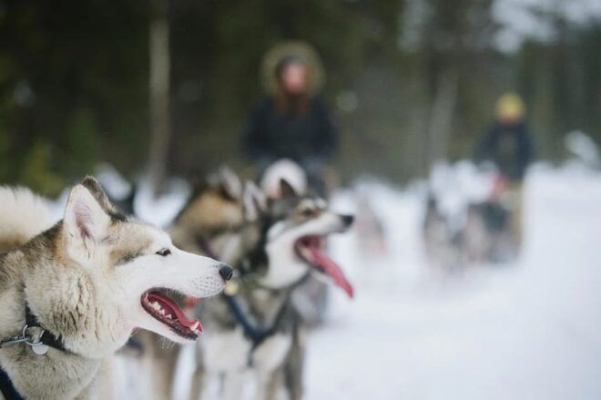 Rovaniemi: Family Friendly Husky Ride and Farm Visit - Booking Information and Policies