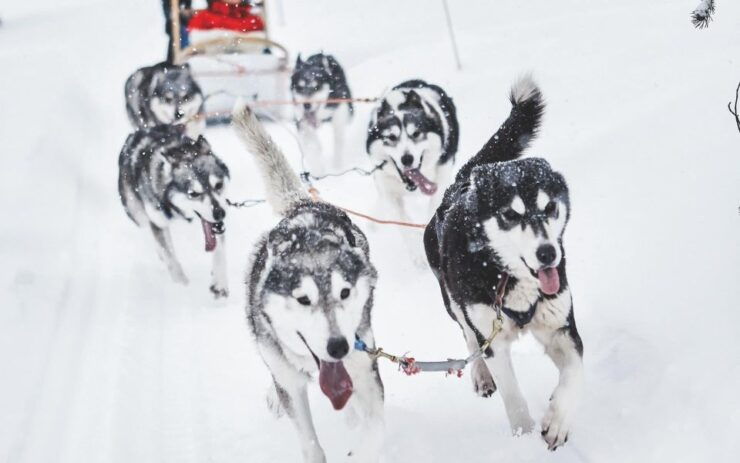 Rovaniemi: Family-Friendly Husky Sled Ride and Farm Visit - Experience Highlights