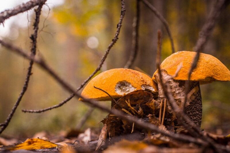 Rovaniemi forest foraging adventure: Pick, Prepare, Savor - Good To Know