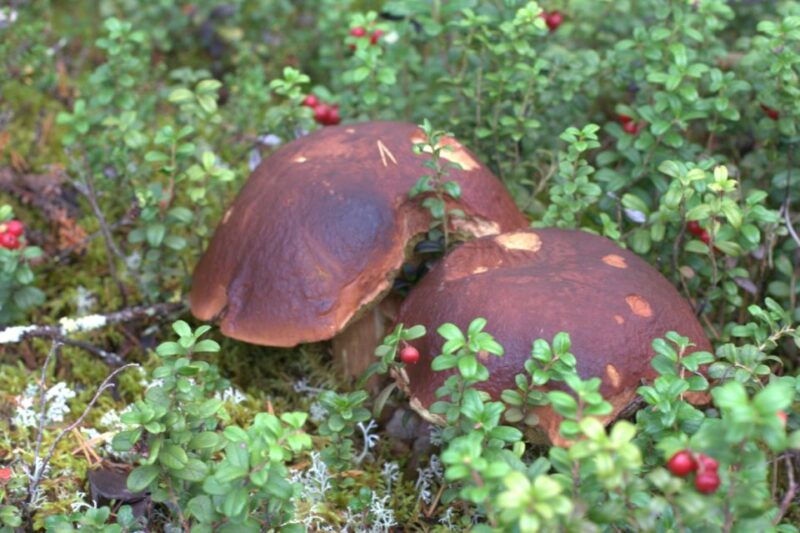 Rovaniemi forest foraging adventure: Pick, Prepare, Savor - Exploring Rovaniemi’s Forest foraging adventure